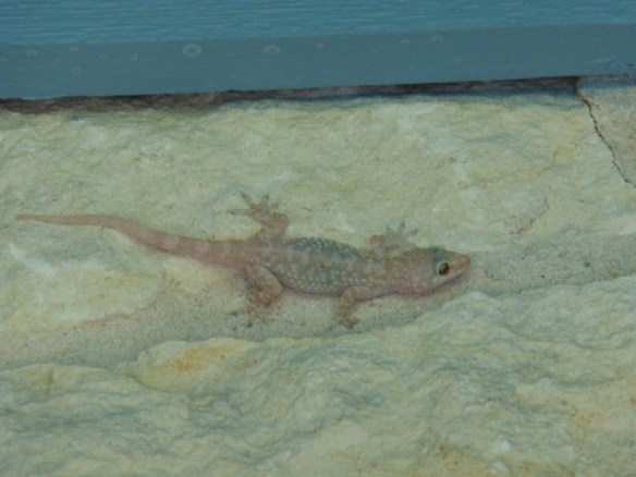 Gecko on the outside wall of a stone house