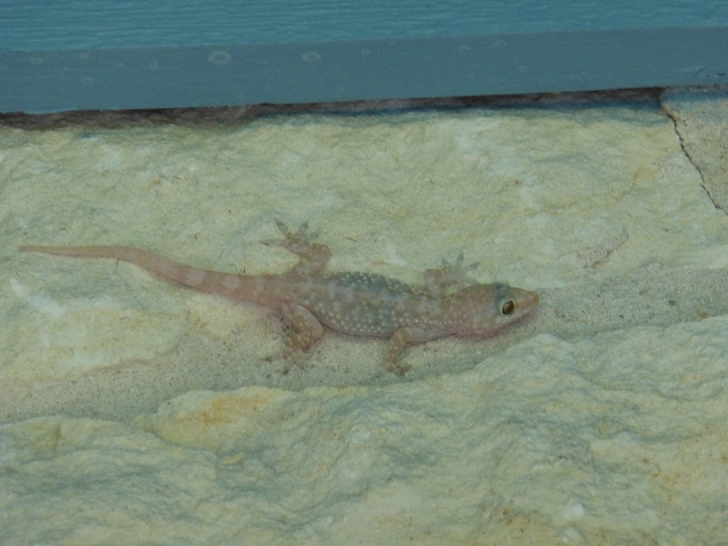 Gecko on the outside wall of a stone house