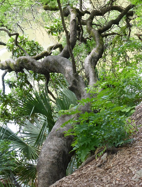 Gnarled tree with some limbs over the water