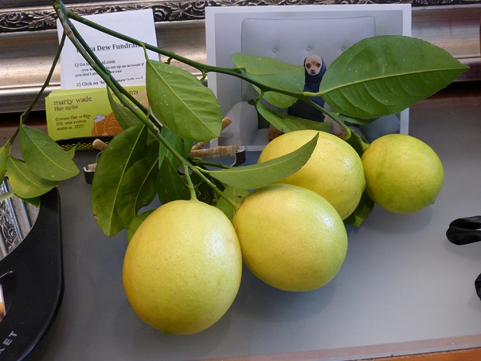 Photo of lemons on a desktop with a photo of a dog behind the lemons