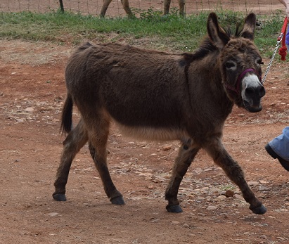Magellan, a male miniature donkey