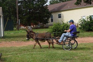 A miniature donkey cart pulling one person.