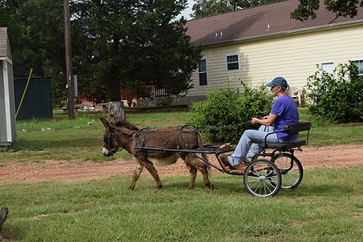 A miniature donkey cart pulling one person.