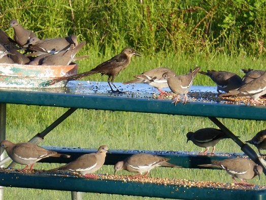 Doves and one grackle feeding