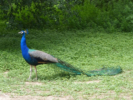 Full photo of a peacock