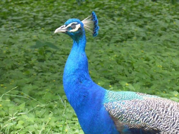 Close up of the peacock's head