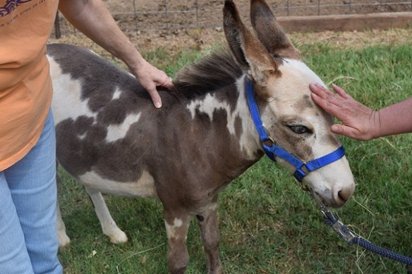 A spotted miniature donkey being petted.