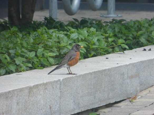 A robin