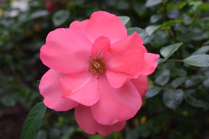 A lovely pinkish rose