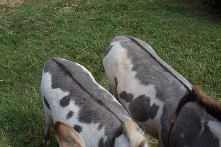 The "cross" on the miniature donkey back and shoulder is part of the breed standard