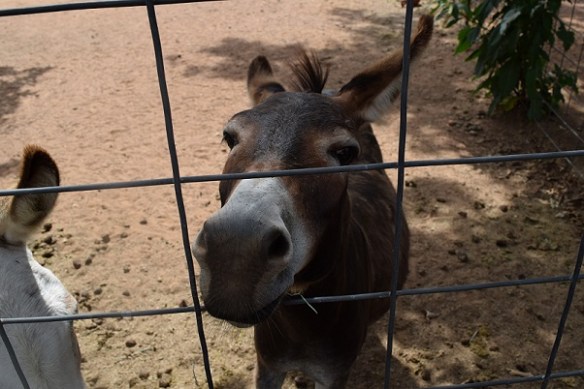 A donkey sticking her head through the fence