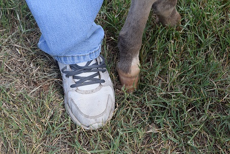 Judy's foot next to a miniature donkey's foot to show the size difference. The donkeys have such tiny hooves.