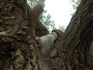 Friday Fictioneer photo prompt. Copyright Madison Woods