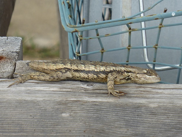 Texas spiny lizard