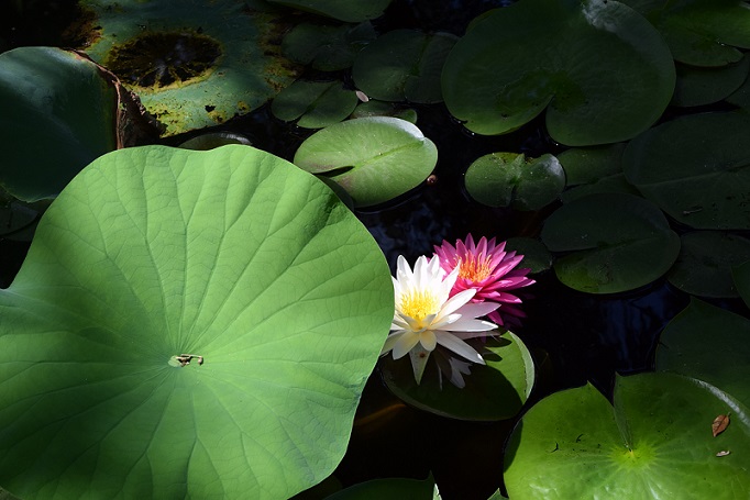 Pond lilies, one pink one white