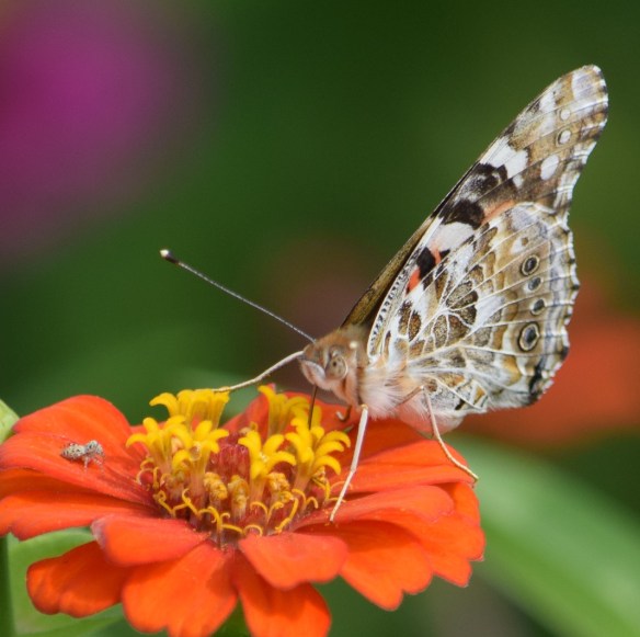 Butterfly and spider on an orange flower