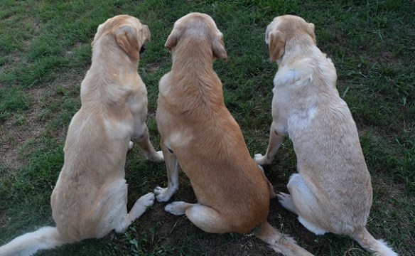 Three yellow Labrador Retrievers, sitting with the backs to the camera so we can see the difference in their coats
