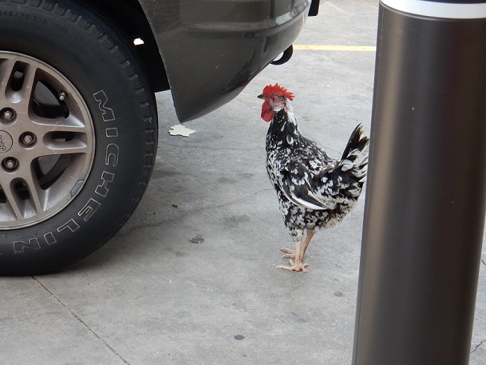 A Speckled Sussex Rooster eating bugs off of car bumpers
