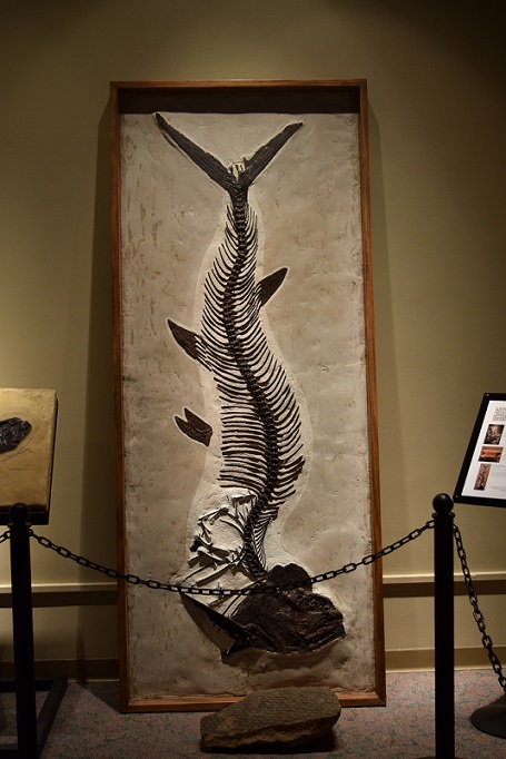 A big fish fossil