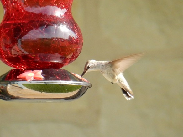 Hummingbird at a feeder