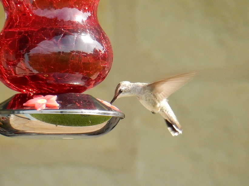 Hummingbird at a feeder