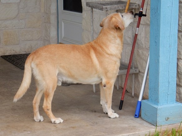 Labrador Retriever looking up at something invisible on the wall