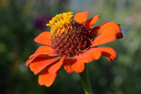 An orange and yellow wildflower