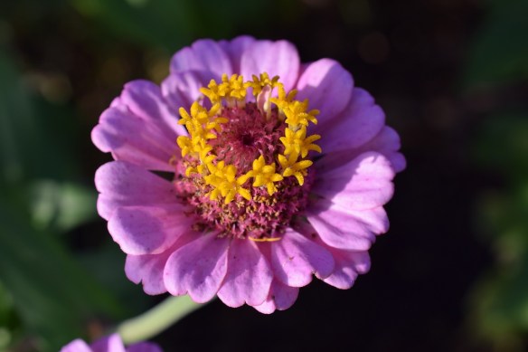 Pink and yellow flower