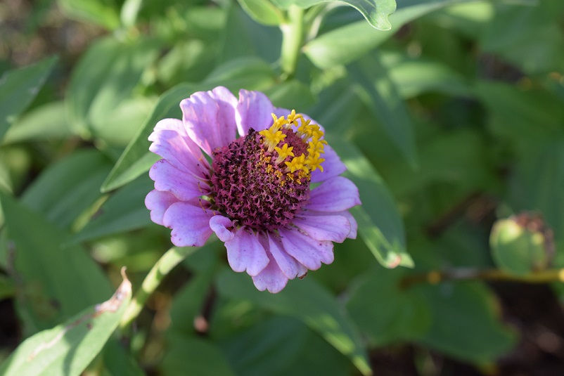 Pink and yellow flower