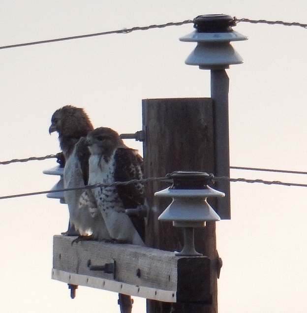 Two red-tailed hawks on the top of a utility pole
