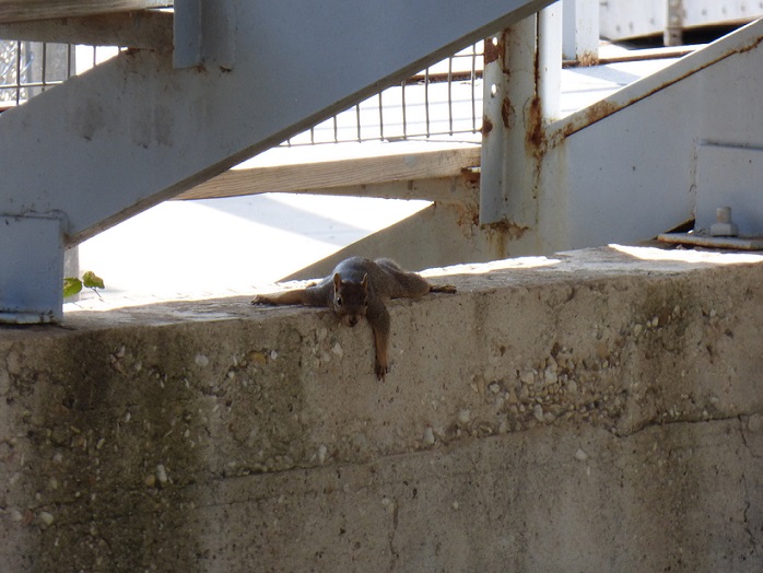 A squirrel lounging on some concrete in the shade, trying to cool off