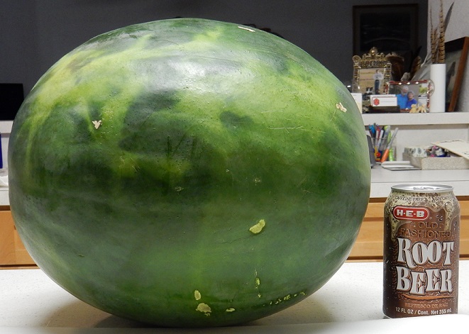 A large round watermelon next to a soda can for size comparison.