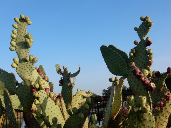 Cactus with fruit and a clear blue sky