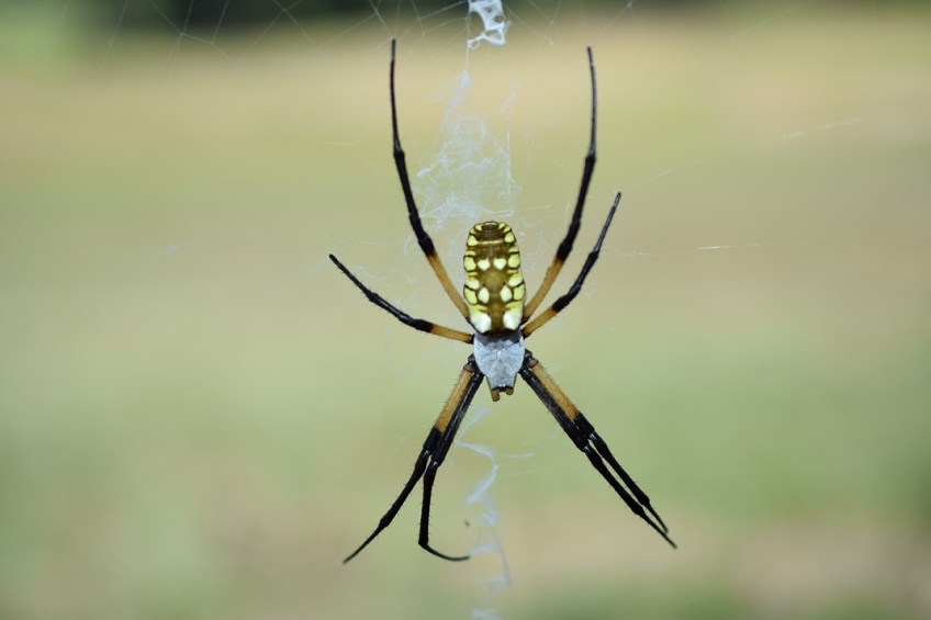The black and yellow garden spider, Argiope Aurania