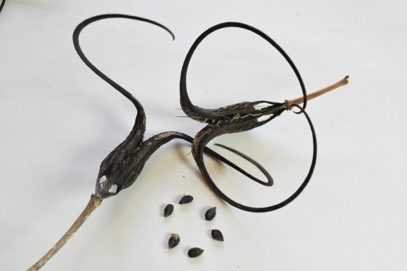 Two Devil's Claws intertwined with six seeds in a circle