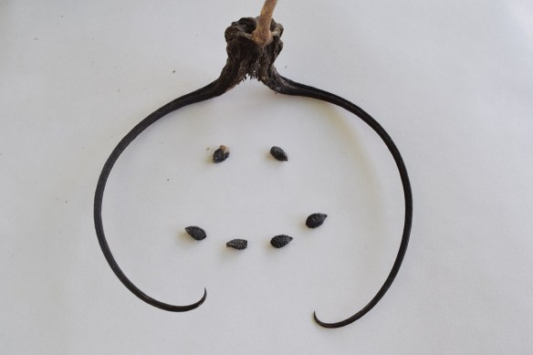 One Devil's Claw posed so that it looks like a face outline, with two seeds as eyes and four seeds as a smiling mouth