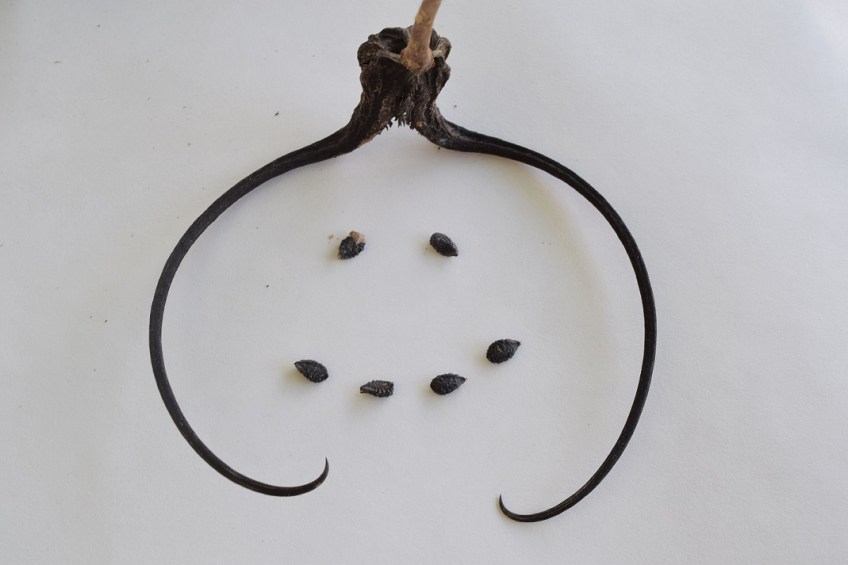 One Devil's Claw posed so that it looks like a face outline, with two seeds as eyes and four seeds as a smiling mouth
