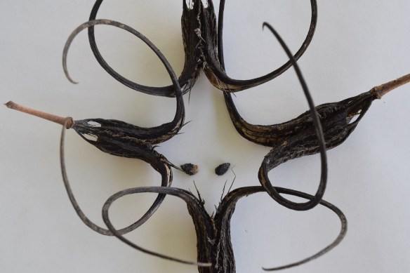 Four Devil's Claws intertwined, with two seeds in the middle