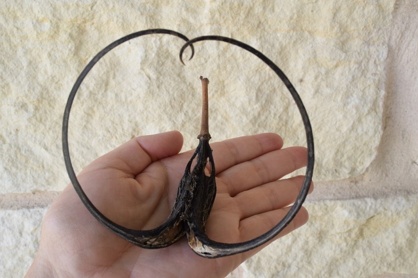 One Devil's Claw held in my hand to show size reference