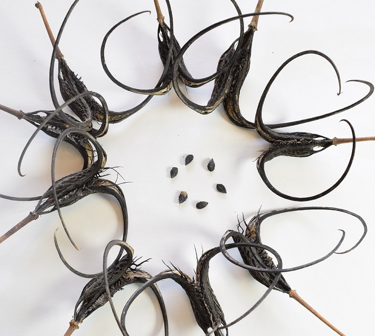 Several Devil's Claws in a circle with six seeds in the middle