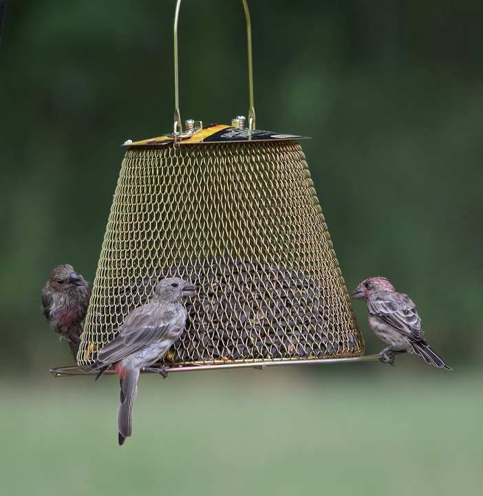 Three finches at a hanging mesh feeder