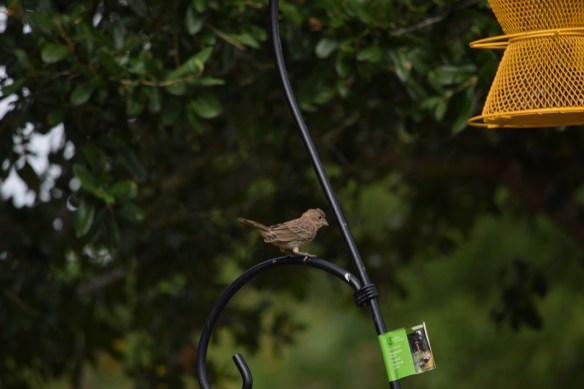 A finch sitting on the metal feeder hanger