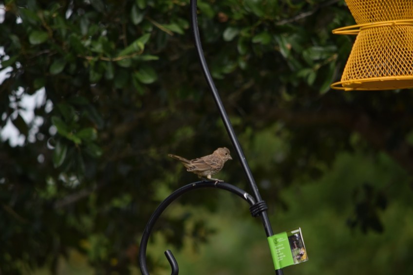 A finch sitting on the metal feeder hanger
