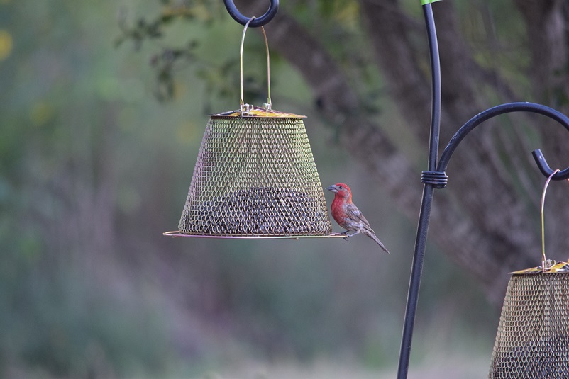 A finch at a hanging feeder