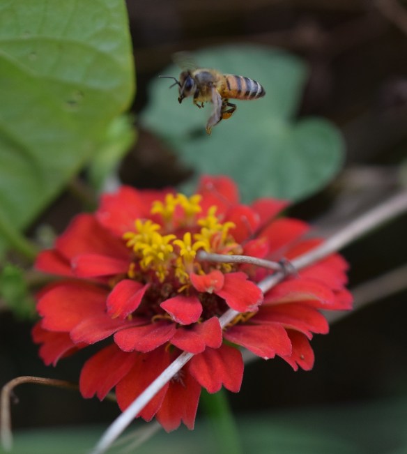 Bee getting ready to land on a flower