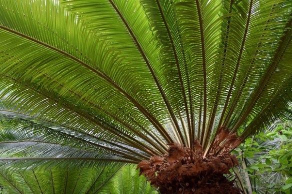 Fronds from a small palm tree
