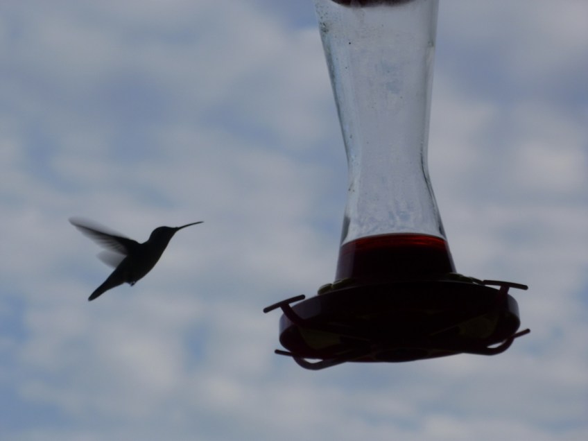 Hummingbird in flight, getting ready to feed from a hanging feeder