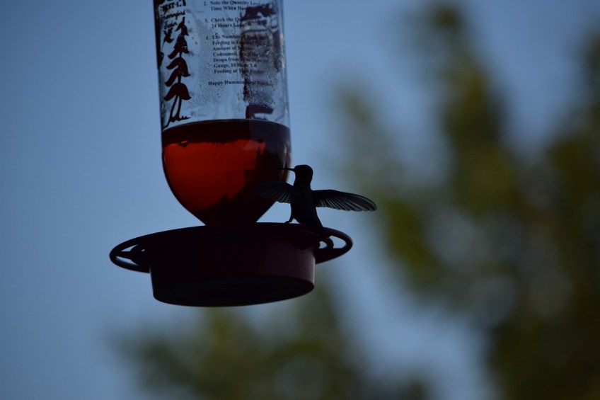 Hummingbird balancing on the edge of a hummingbird feeder
