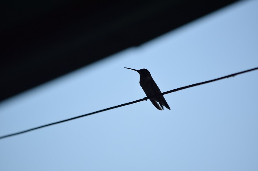 Hummingbird sitting on a wire close to a feeder