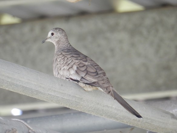 An Inca Dove sitting on top of a fence